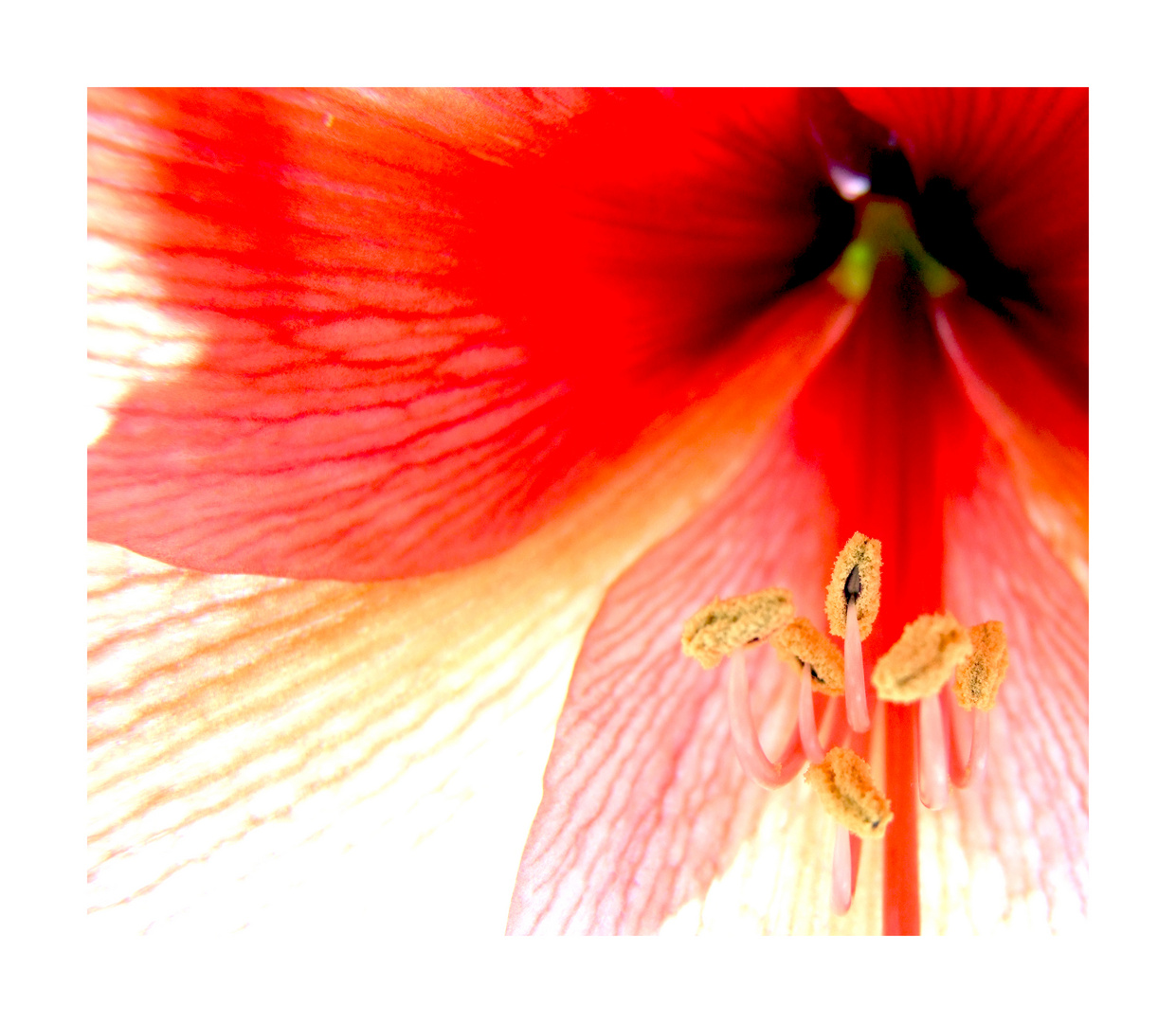 Amaryllis 