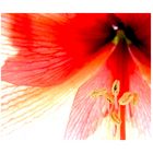 Amaryllis <2>