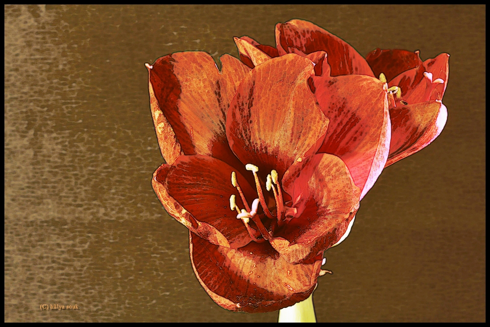 Amaryllis 2