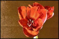 Amaryllis 2