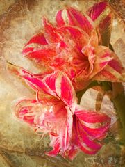 Amaryllis 2