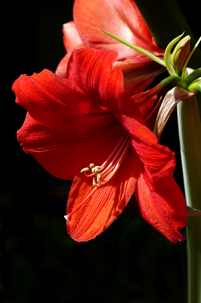 Amaryllis 2