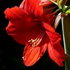 Amaryllis 2