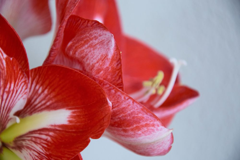 Amaryllis 2