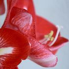 Amaryllis 2