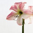 Amaryllis 2