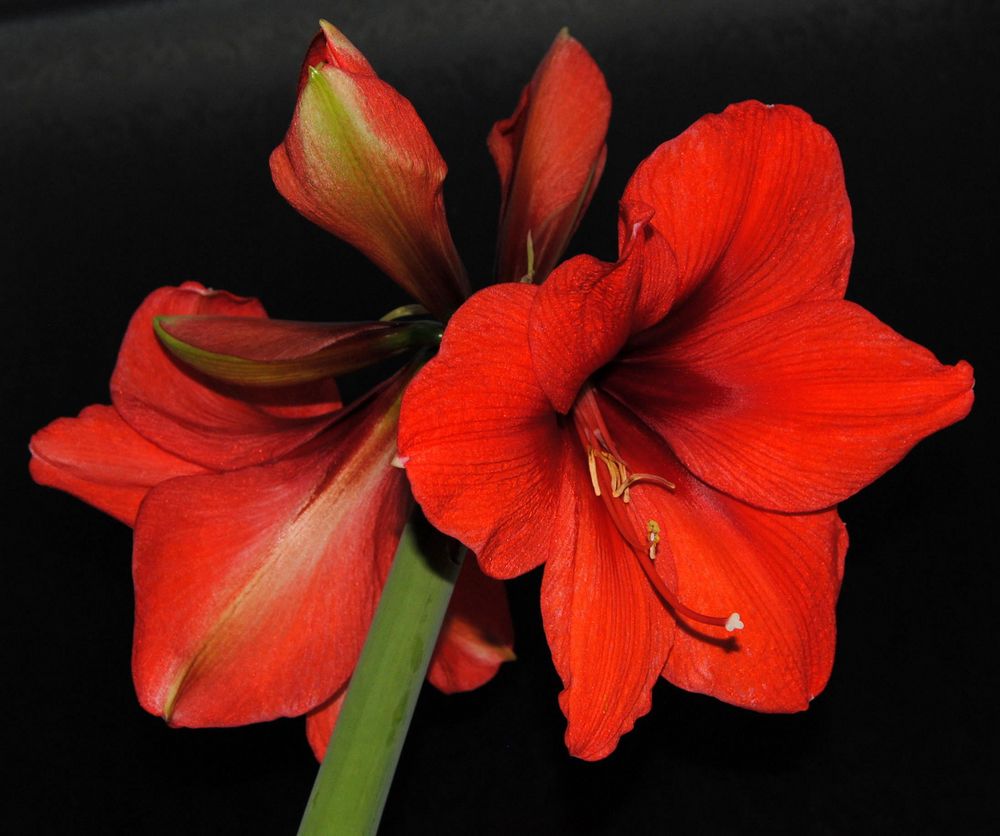 Amaryllis #2