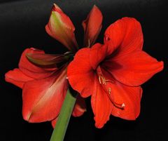 Amaryllis #2