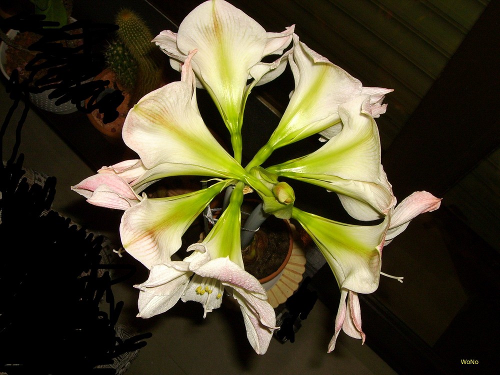 Amaryllis 2