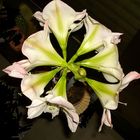 Amaryllis 2