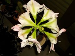 Amaryllis 2