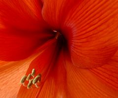 Amaryllis. .. 2