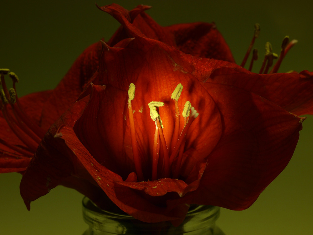 Amaryllis 2