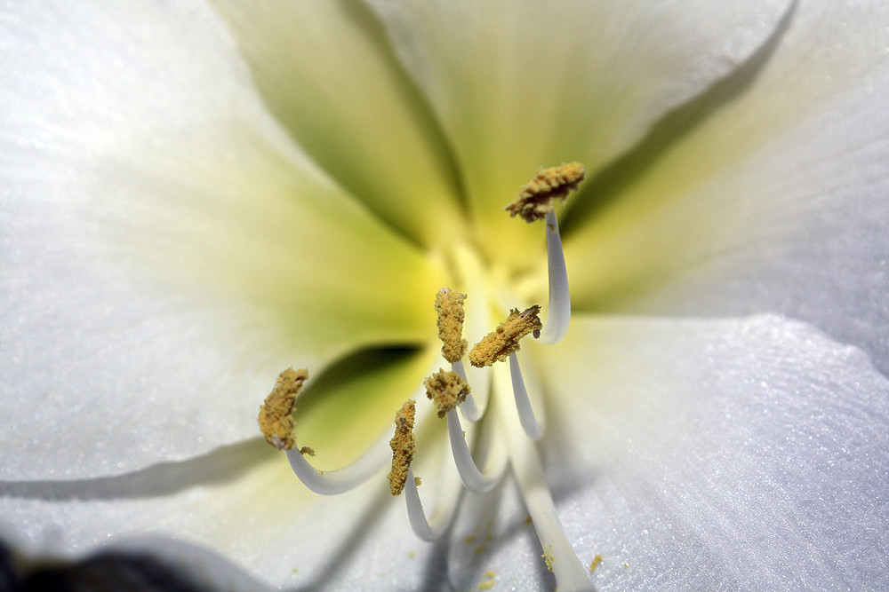 Amaryllis #2