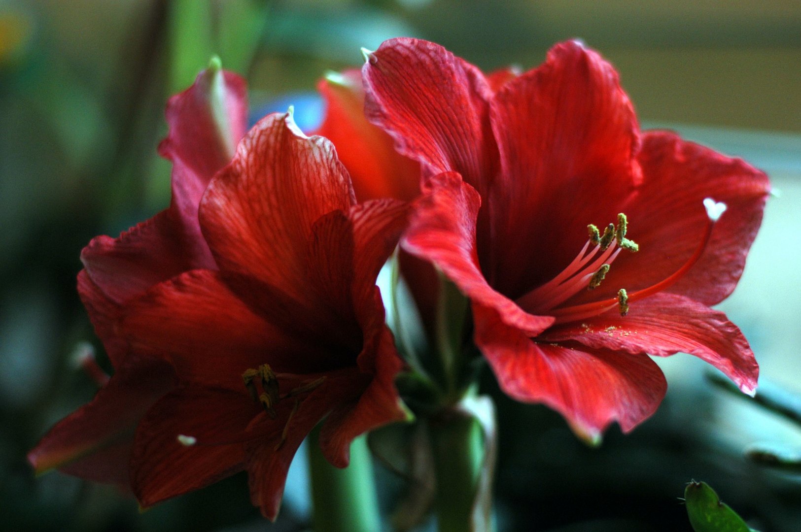 Amaryllis 2