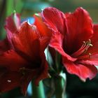 Amaryllis 2