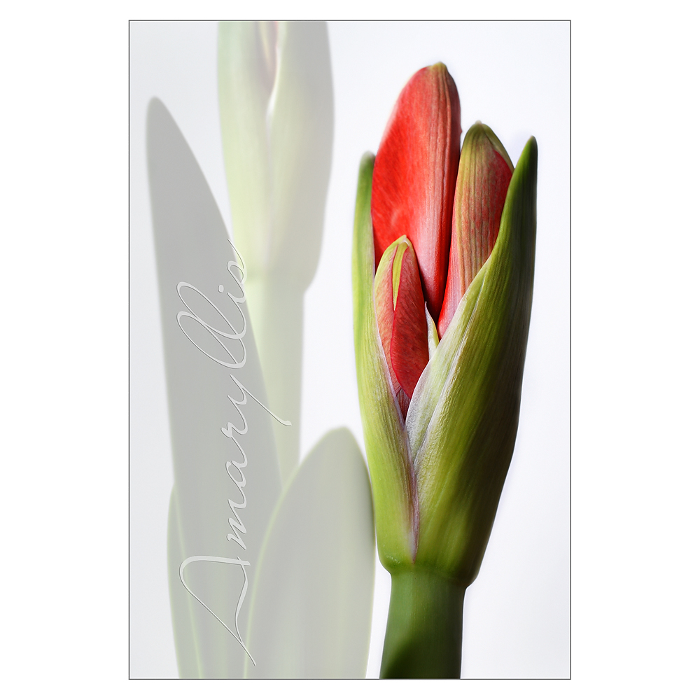 Amaryllis 2