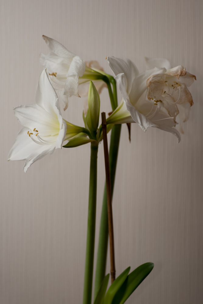 Amaryllis +2 Tage