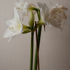 Amaryllis +2 Tage