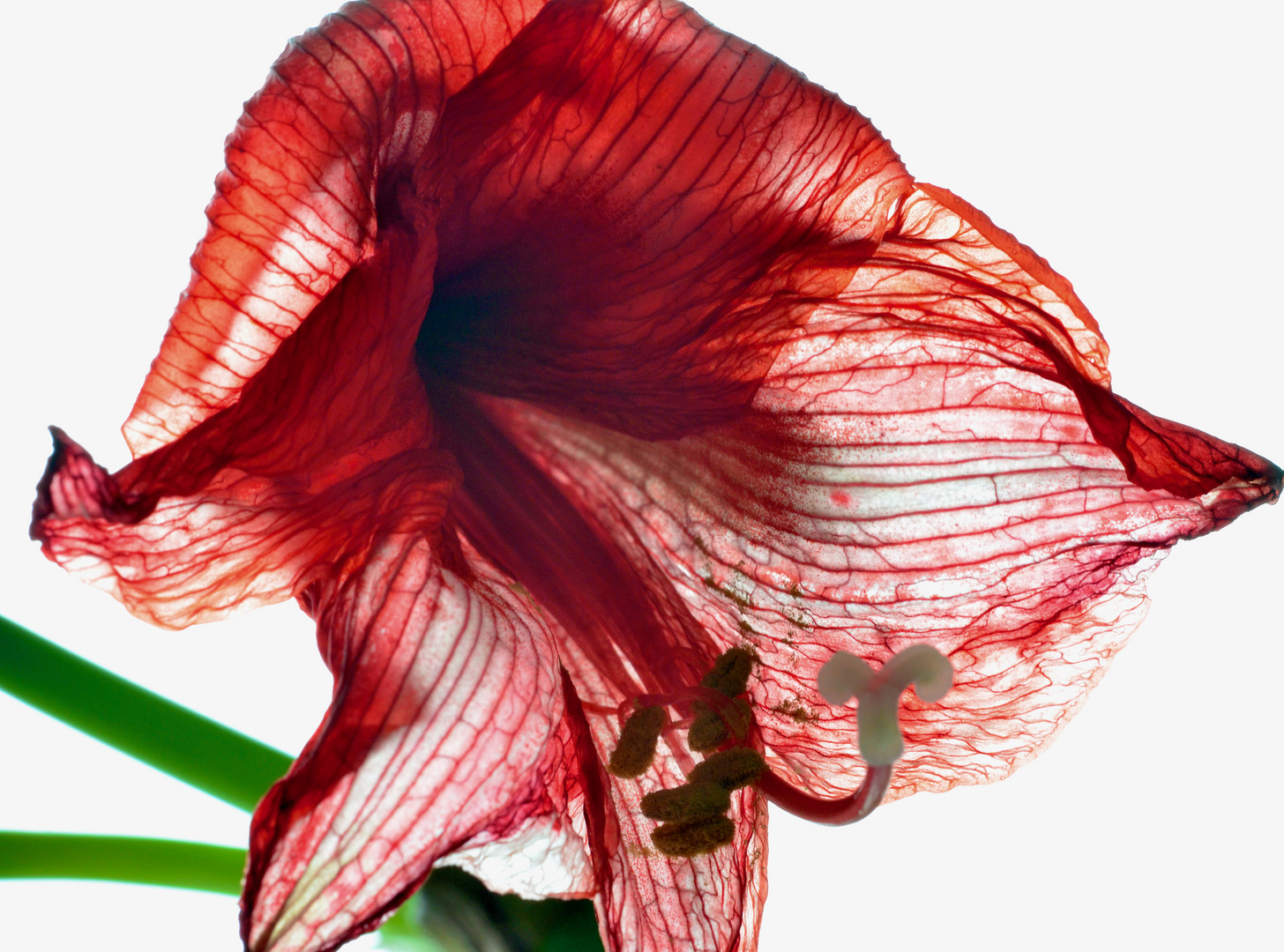 Amaryllis 2.0