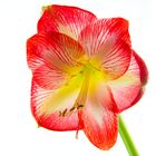 Amaryllis