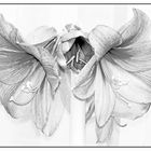 Amaryllis - 2012