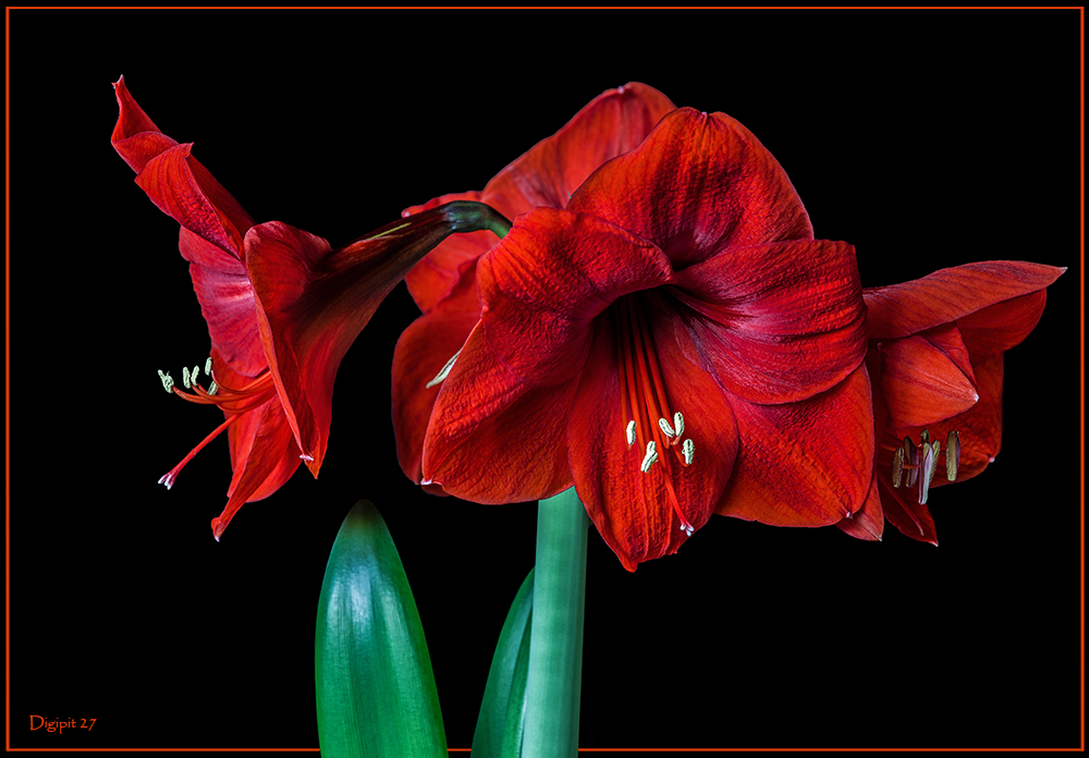 Amaryllis 2014-1