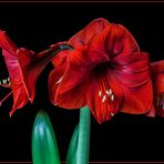 Amaryllis 2014-1