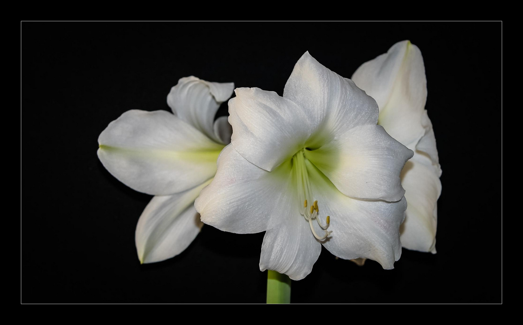 Amaryllis 2015