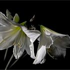 AMARYLLIS