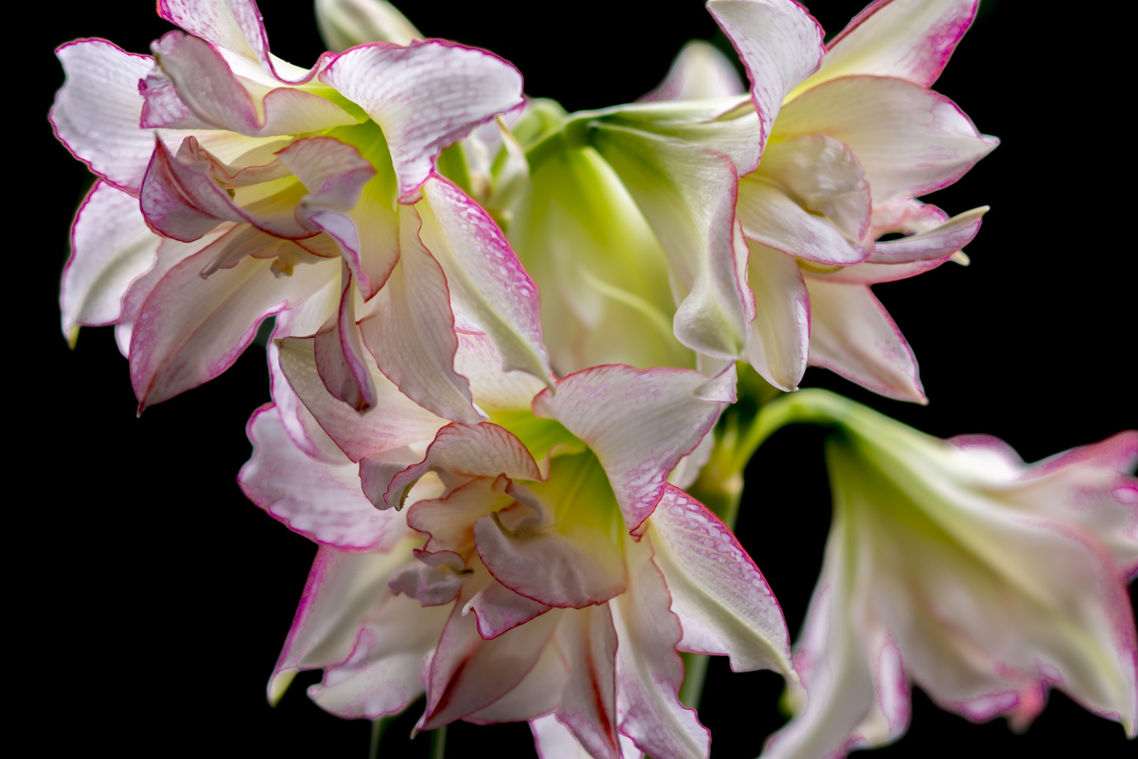 Amaryllis