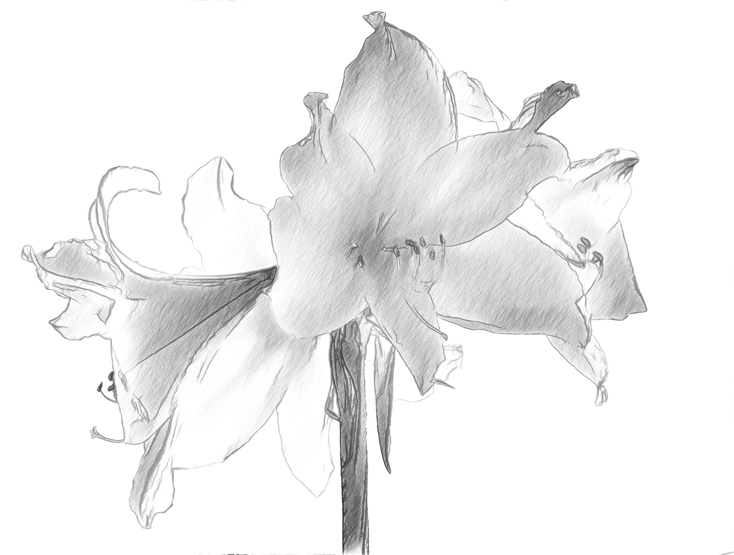 Amaryllis