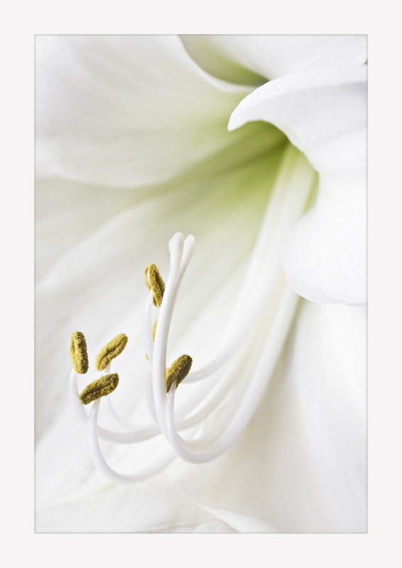 Amaryllis