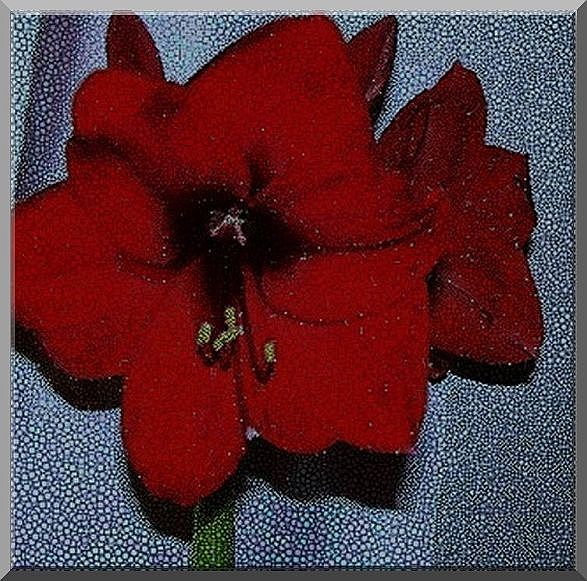 Amaryllis