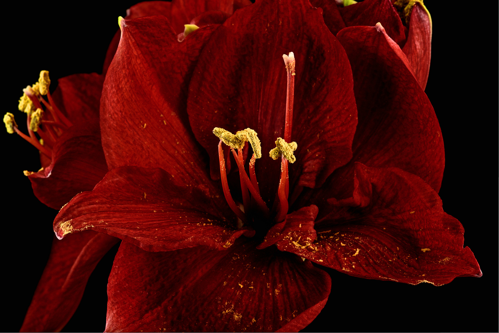 Amaryllis