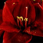 Amaryllis