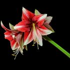 Amaryllis