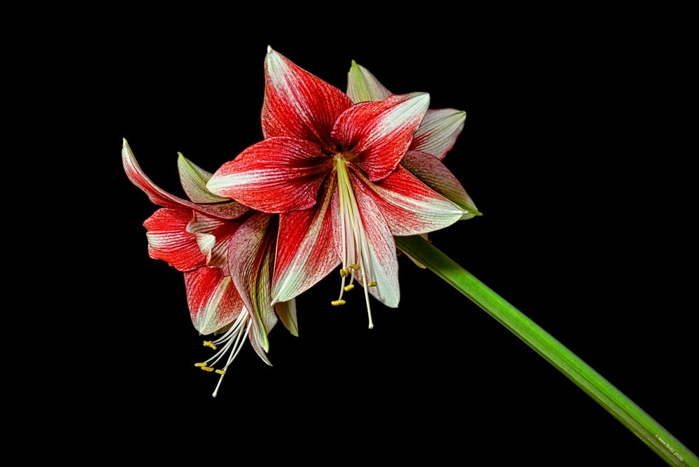 Amaryllis