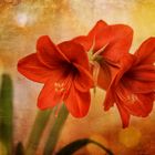 Amaryllis