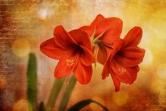 Amaryllis