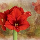  Amaryllis