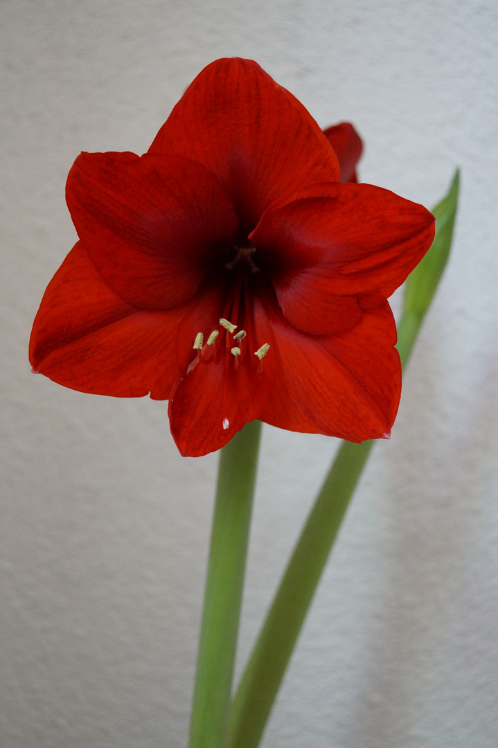 Amaryllis, 25.01.2016