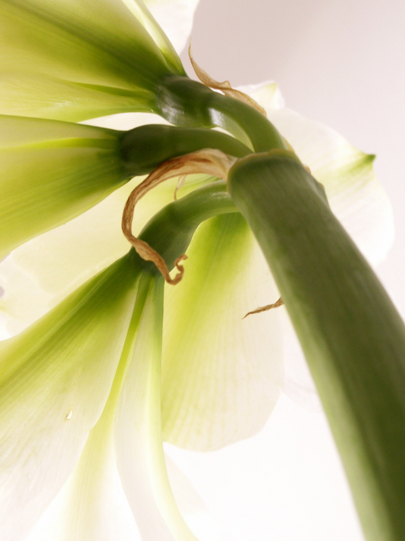 Amaryllis