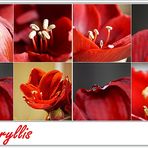 Amaryllis