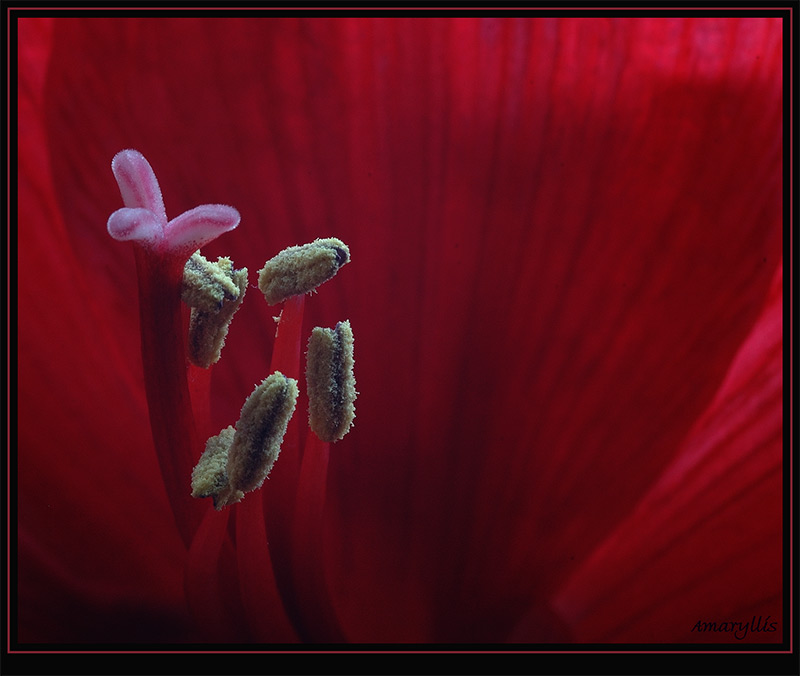 amaryllis