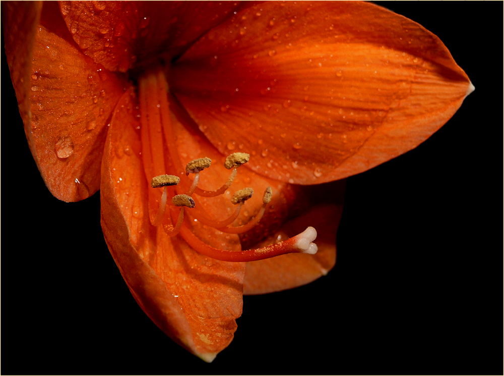 Amaryllis