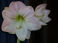 Amaryllis