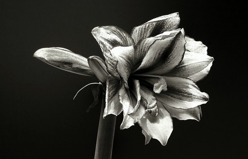 Amaryllis