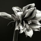 Amaryllis