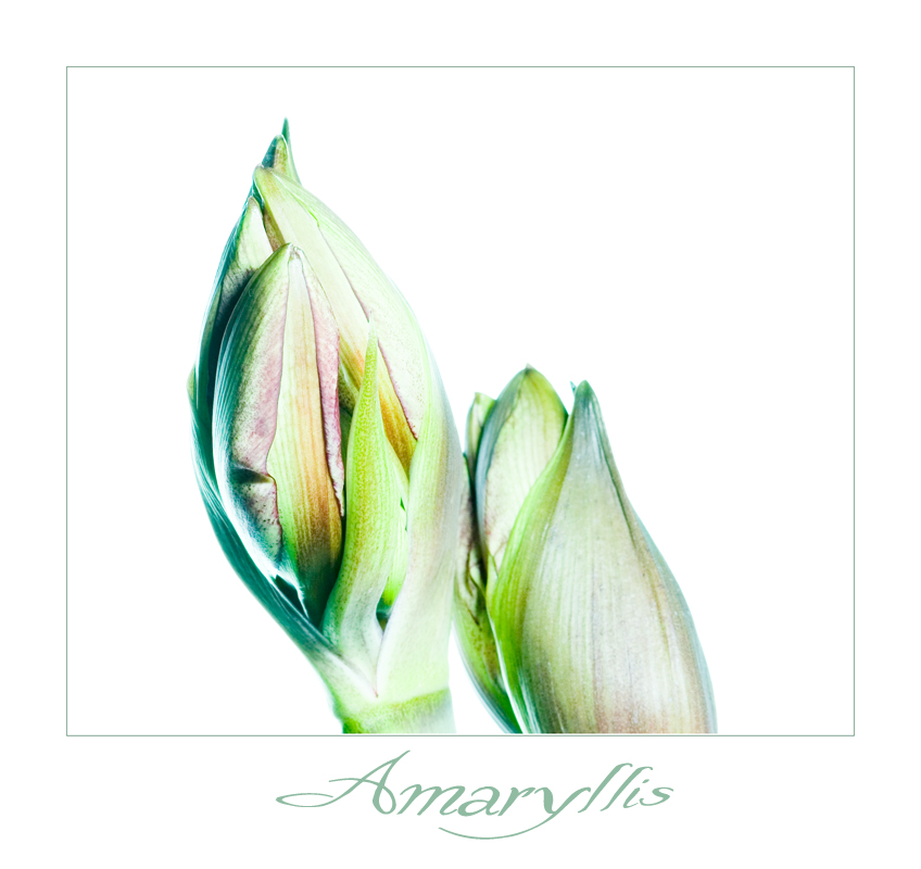 amaryllis